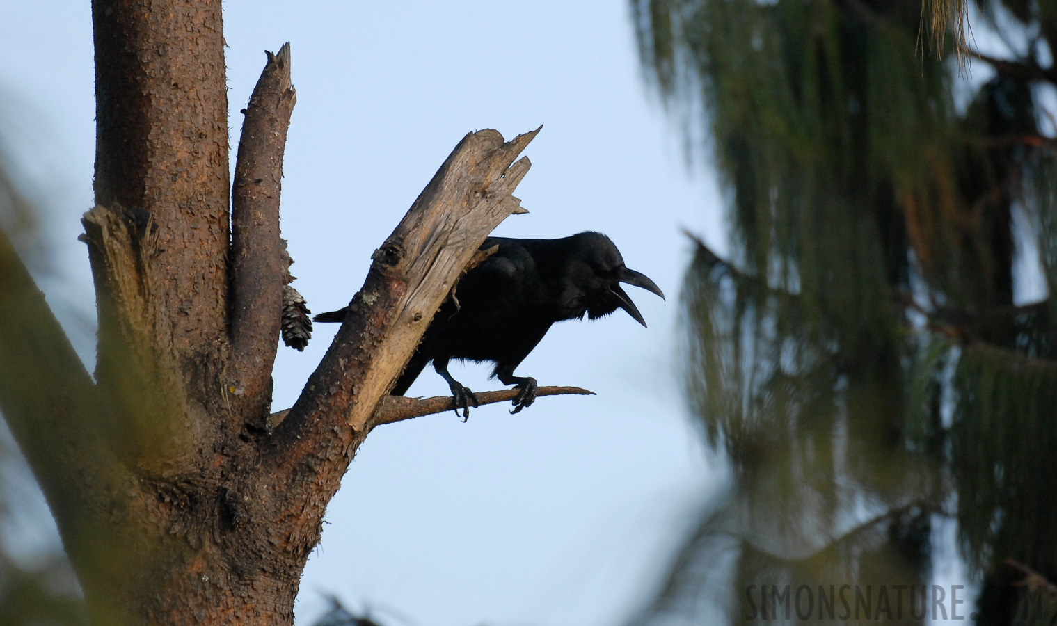 Corvus macrorhynchos tibetosinensis [400 mm, 1/500 sec at f / 4.5, ISO 400]